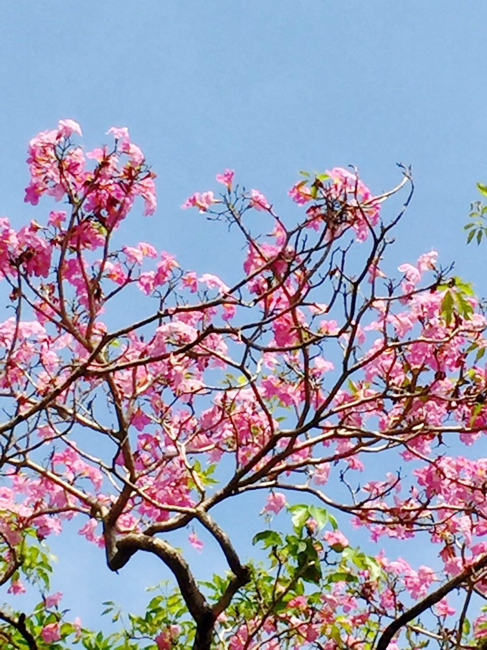 1. pink Tecoma blossoms
