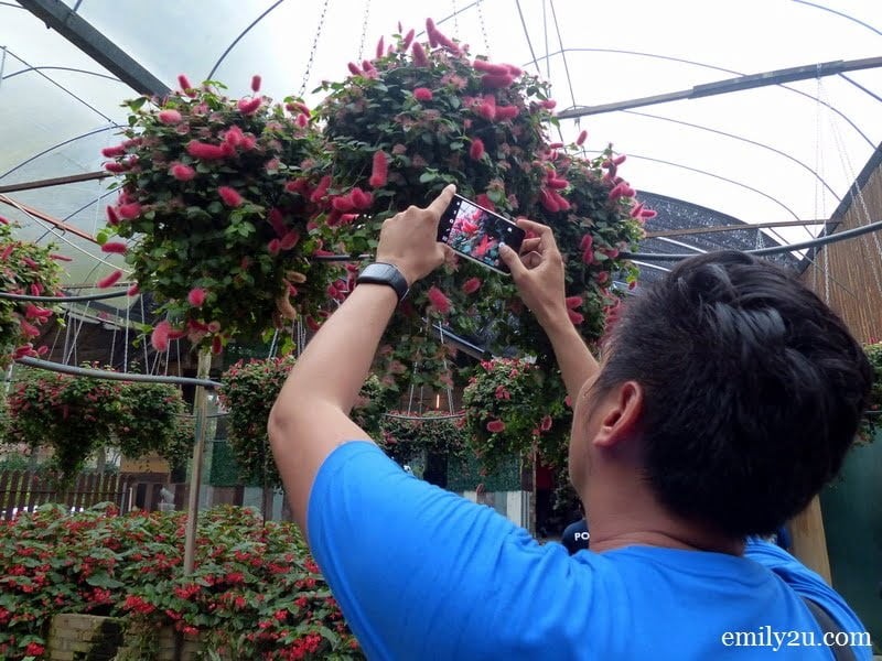 10. Edgar takes a shot of these flowers with his mobile phone