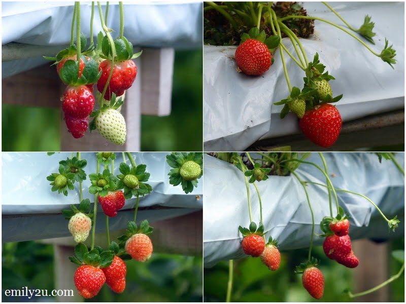 6. strawberries