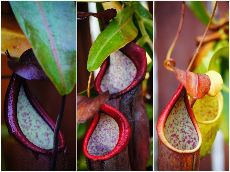 3. colorful pitcher plants