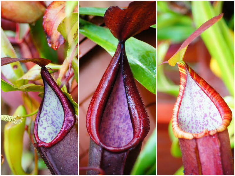 4. colorful pitcher plants