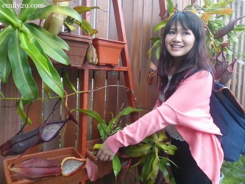 5. Miriam decorates the Nepenthes Conservatory Display Wall with pitcher plants