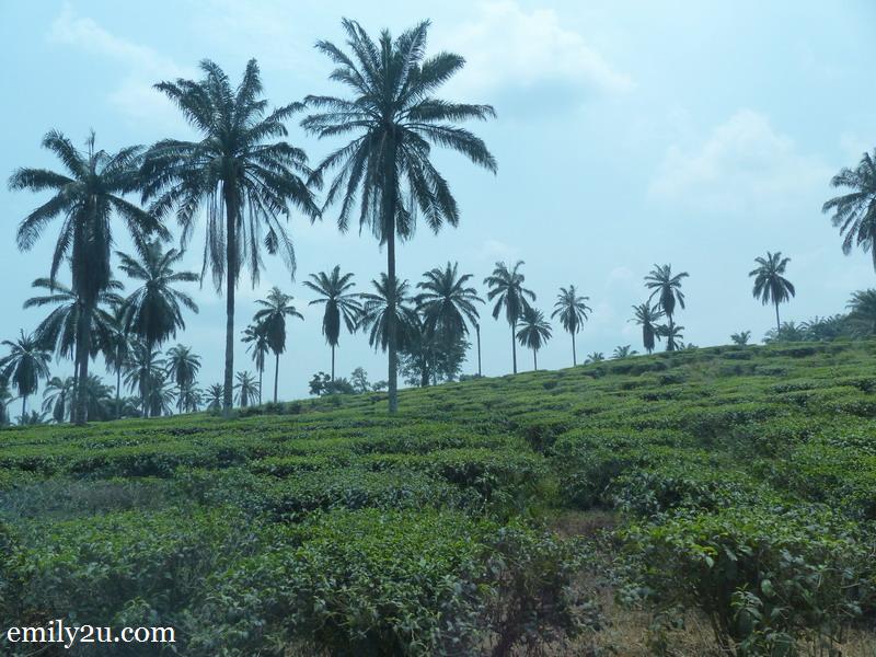1. BOH's low land tea plantation in Bukit Cheeding, Selangor