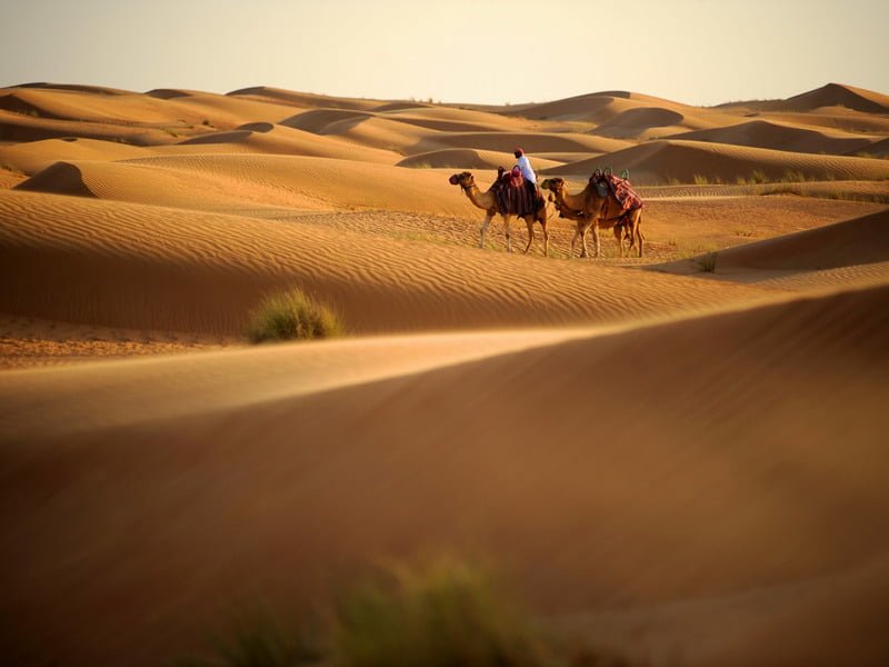2. Camel Riding in Dubai Desert