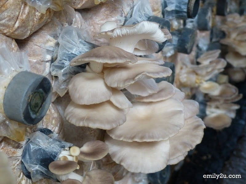 7. ah, there they are - oyster mushrooms!