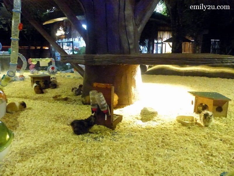 15. golden hamster playground