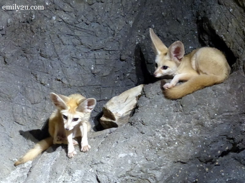 9. Fennec foxes
