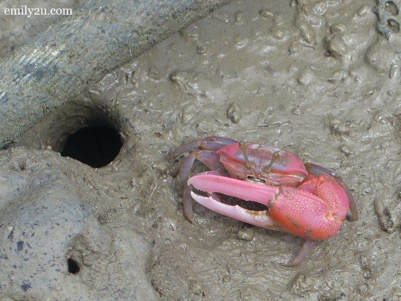 14. pink crab