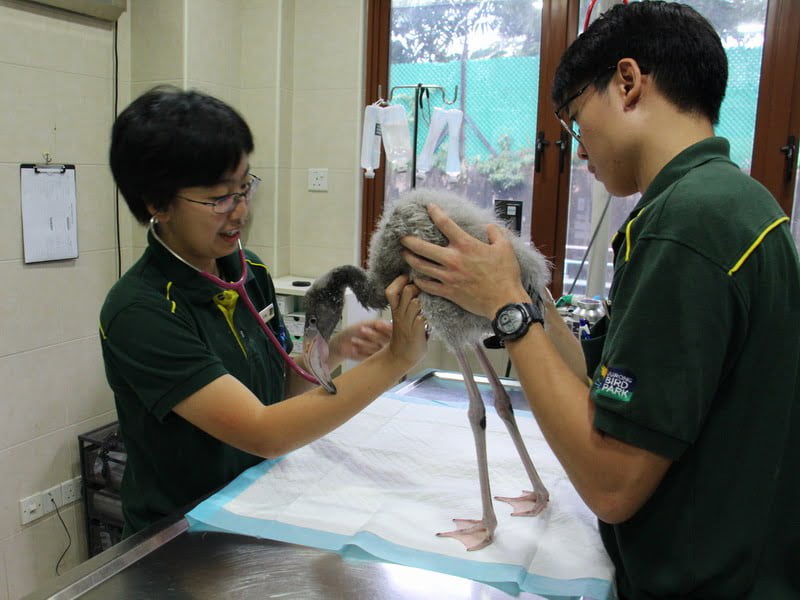 Jurong Bird Park’s avian veterinarian, Dr Neo Peici (left) checking on Squish, assisted by veterinary nurse Marcus Tan.