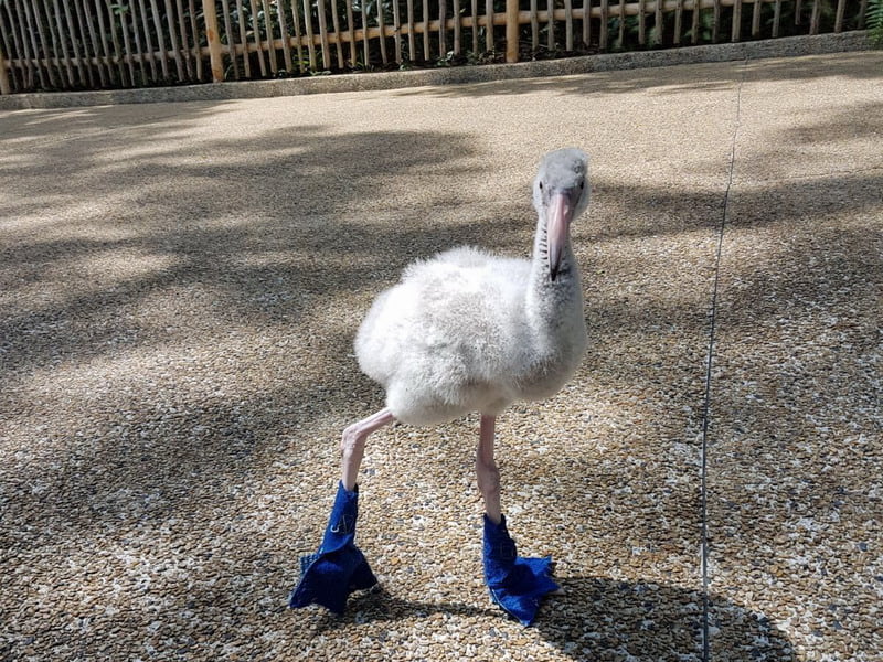 Keepers at Jurong Bird Park started walking Squish when he was ten days old.