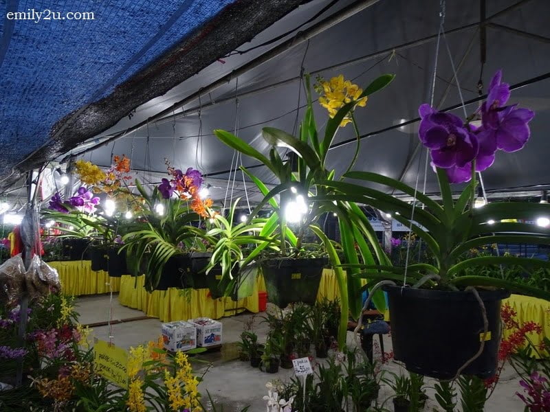 1. Pesta Orkid & Flora