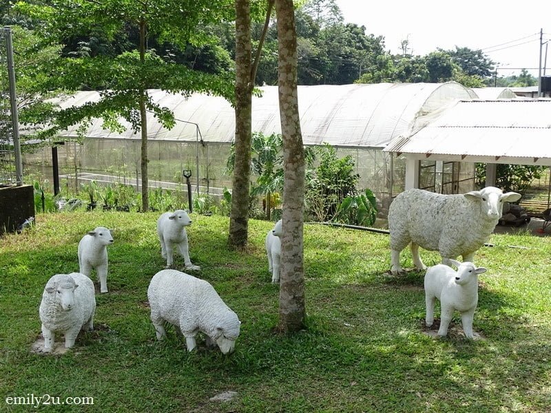 19. artificial family of sheep