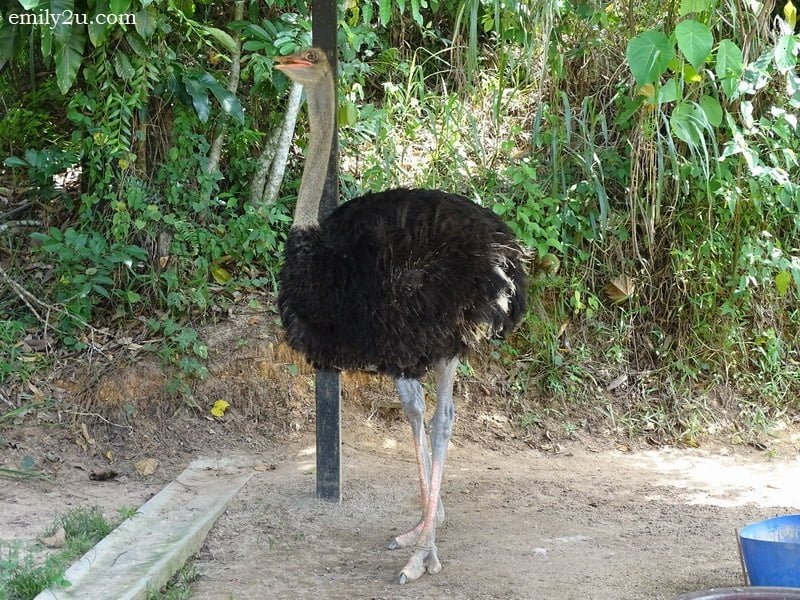 20. ostrich in the Mini Zoo