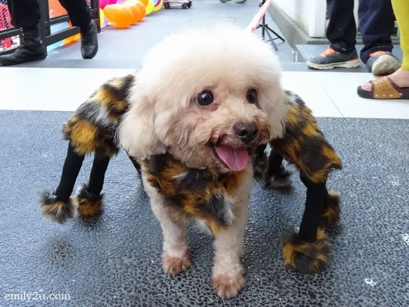 4. Kitty, the spider dog