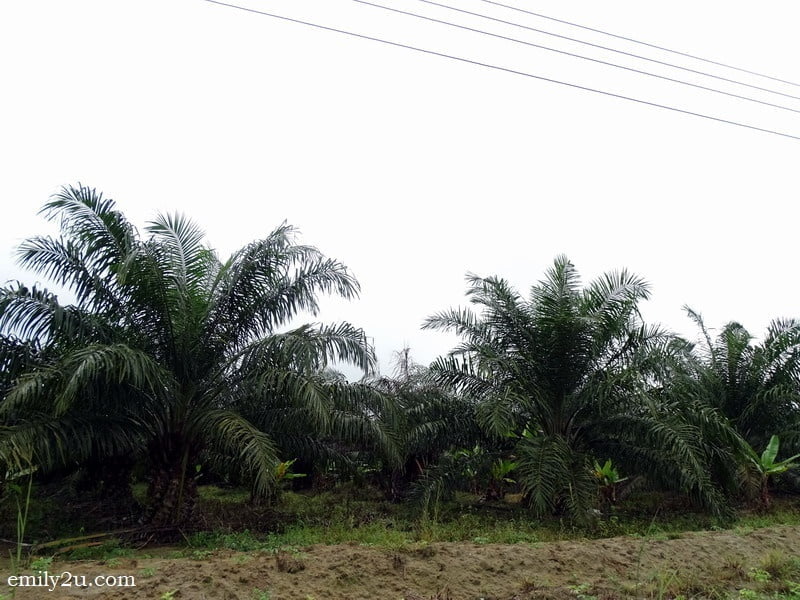 12. oil palm trees