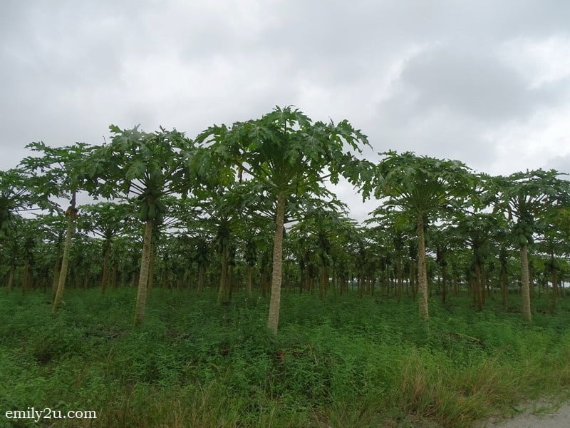 8. papaya trees
