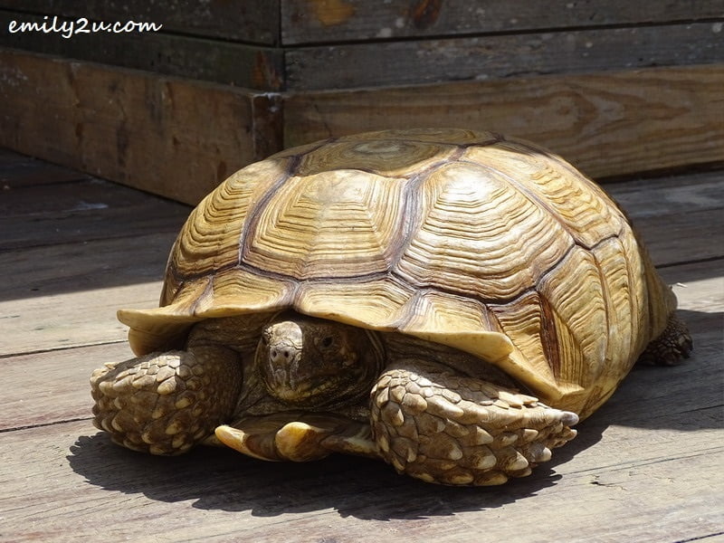 34. senior tortoise