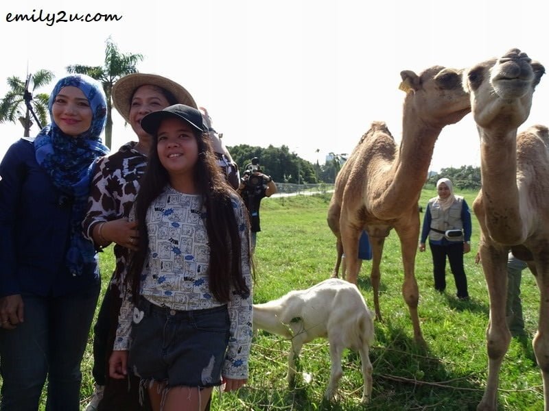  8. photo opportunity with camels 
