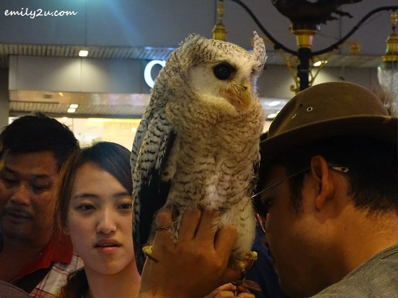9. white owl