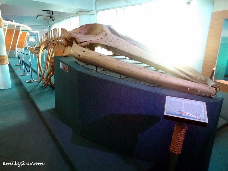  10. skeleton of Indian Fin whale