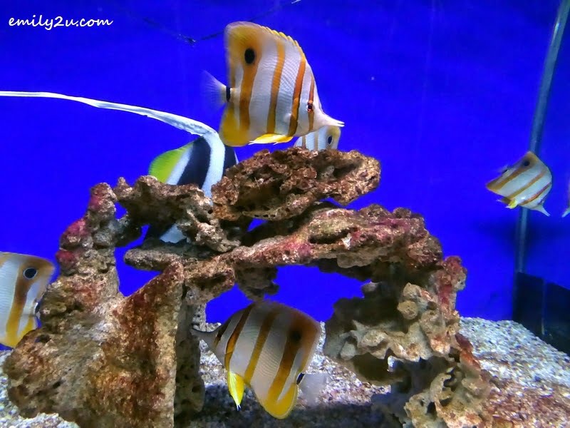 7. Butterfly fish