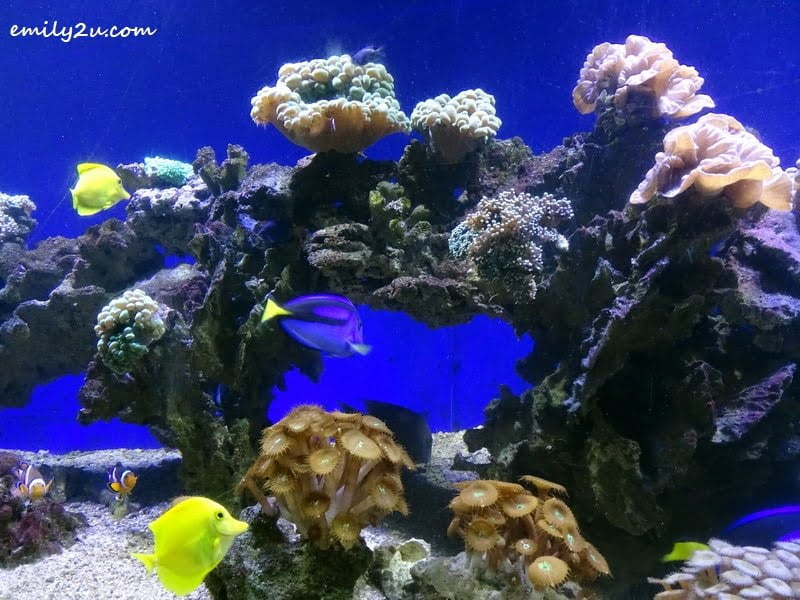  9. colourful fishes