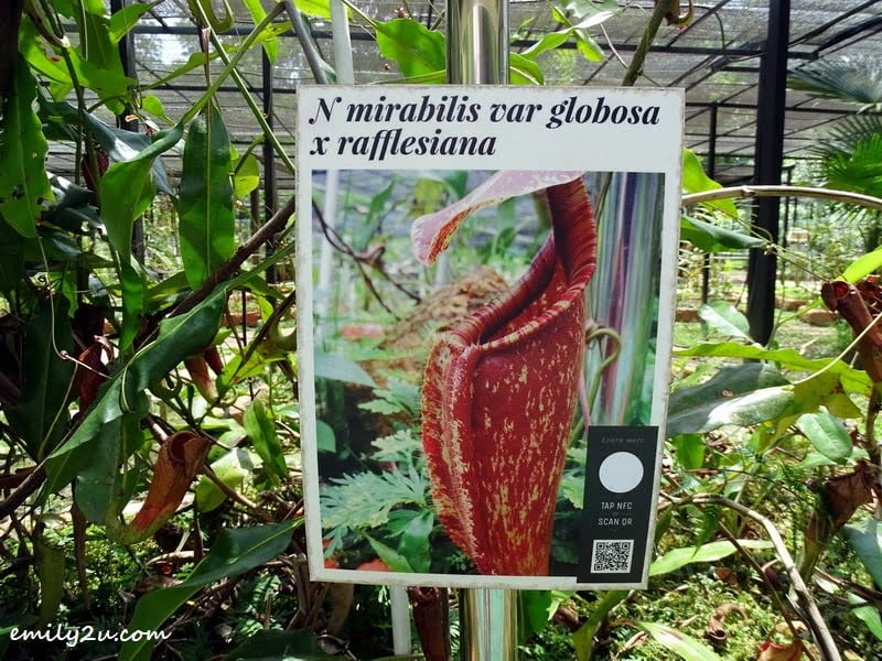  16. information board depicting a photo with its scientific name