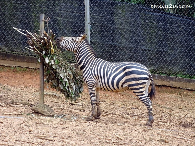 13. zebra