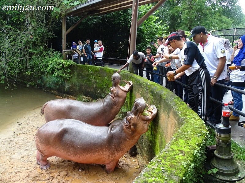 22. feeding the hippopotamuses
