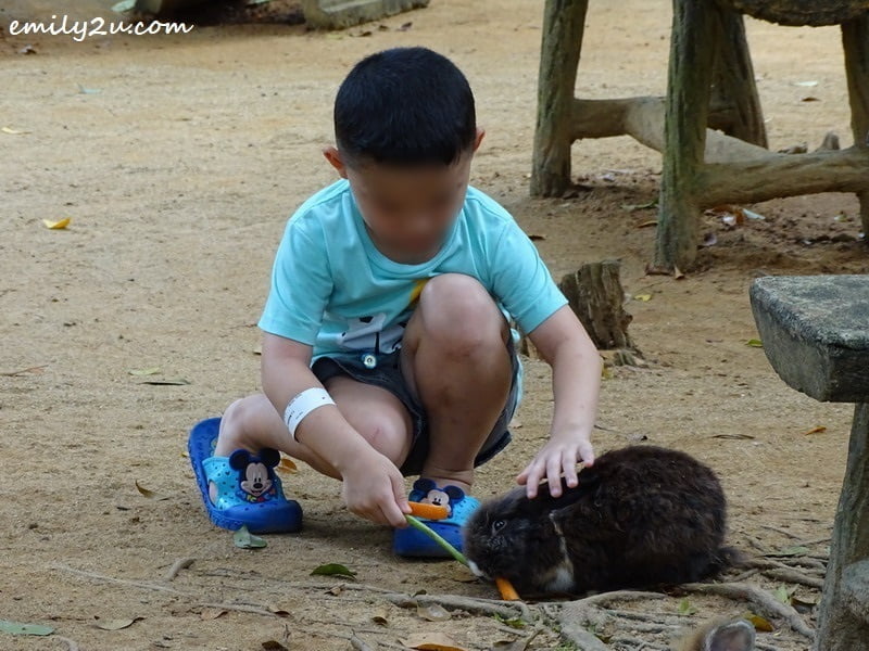 8. visitor feeds a rabbit