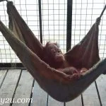 Orang Utan Island (OUI) 8 Jijin