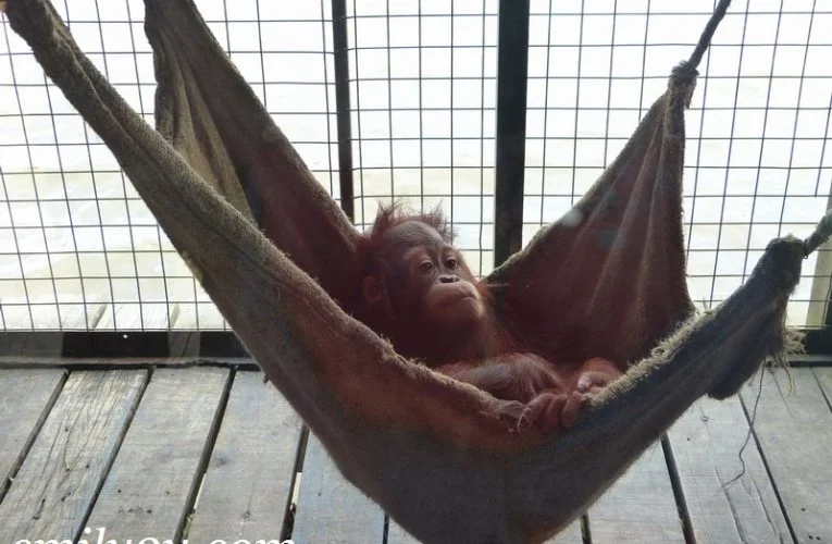 Orang Utan Island (OUI)