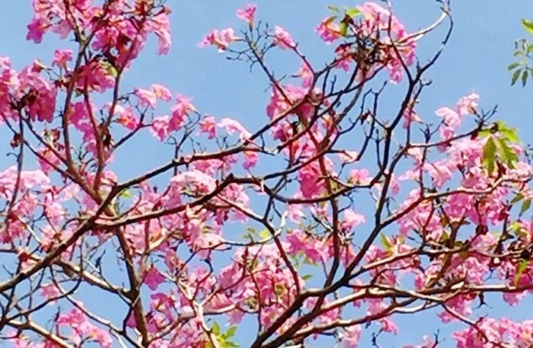 Ipoh’s Cherry Blossoms