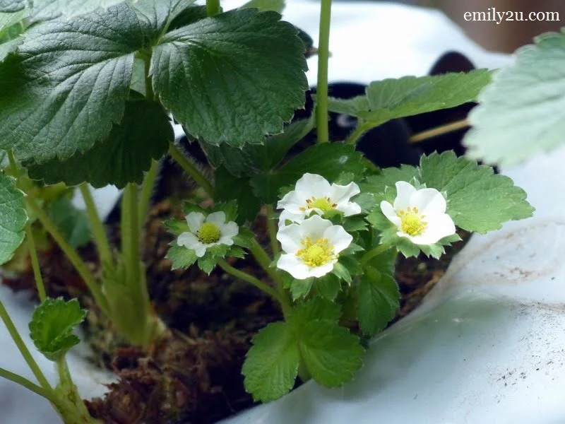 5. strawberry flowers