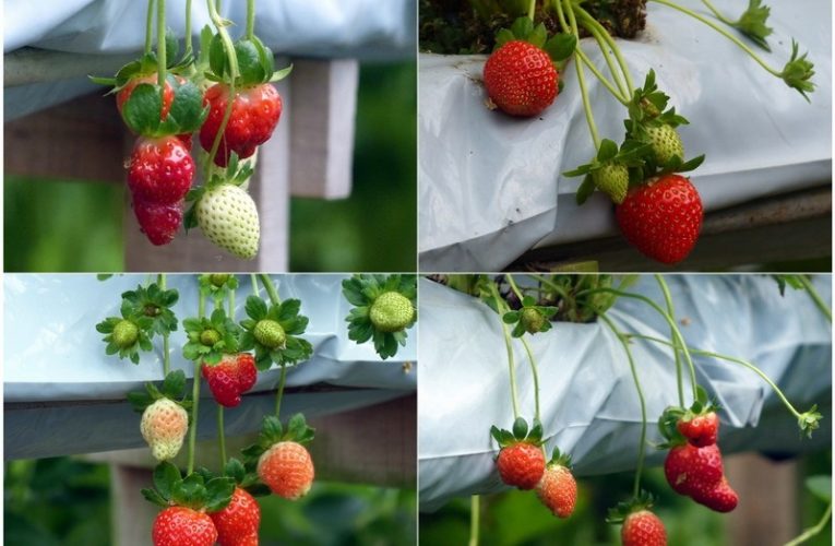 Genting Strawberry Leisure Farm