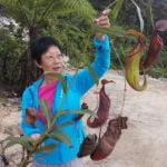 Pat Ang rescues a mature pitcher plant