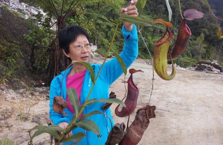 Nepenthes Conservation Efforts in Genting Highlands