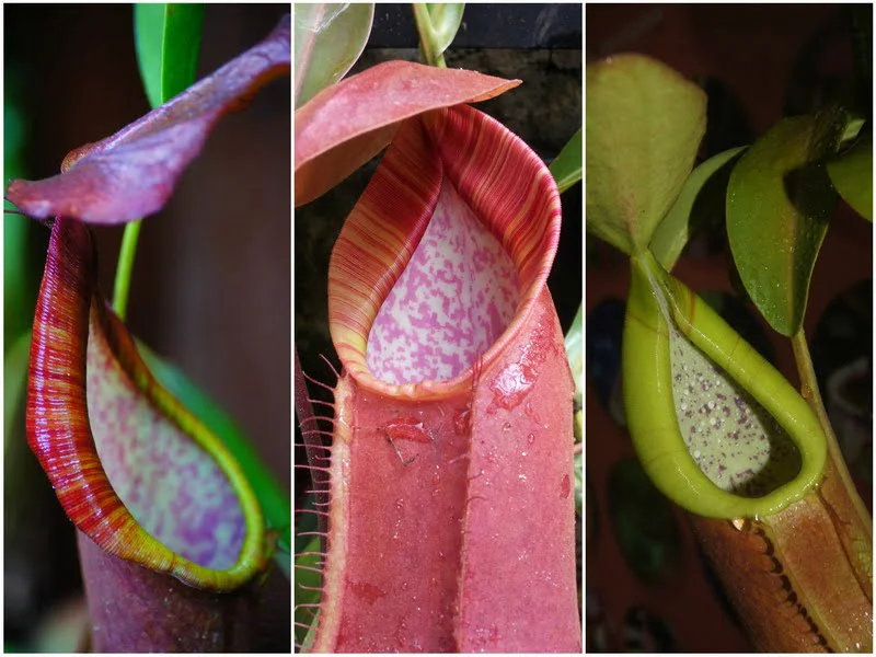 2. colorful pitcher plants