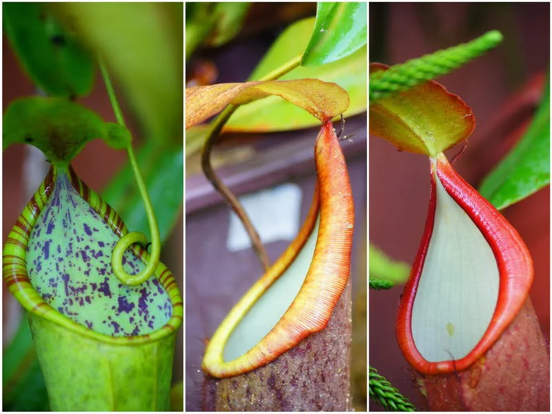 5. colorful pitcher plants