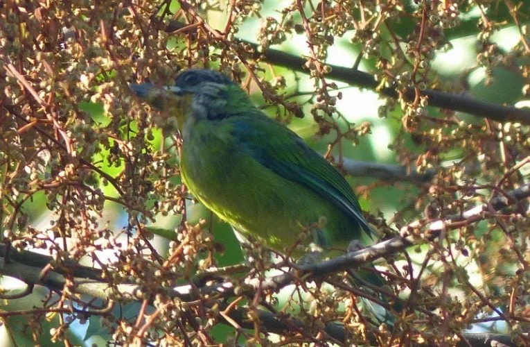 Bird Watching On The Hills of Genting Highlands