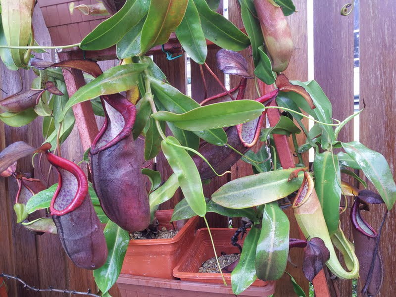 Nepenthes Conservation Display Wall