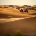 Camel Riding in Dubai Desert