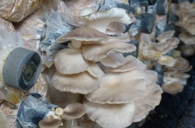 Oyster Mushroom Cultivation @ Ever Fresh Mushroom