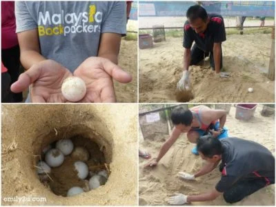 16. turtle egg planting