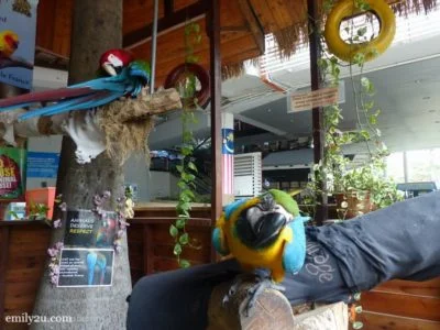 1. parrots at  KL Tower Mini Zoo 