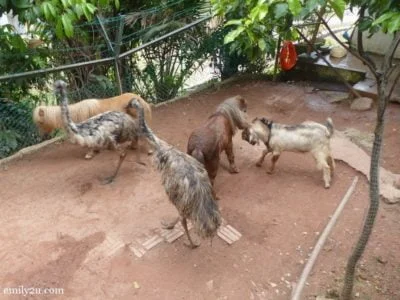 11. Saanen goat, Falabella horses & emu