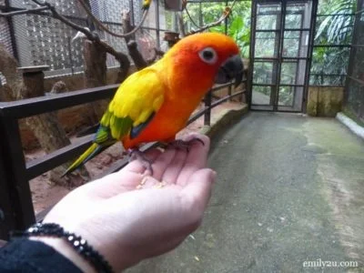 15. sun conure