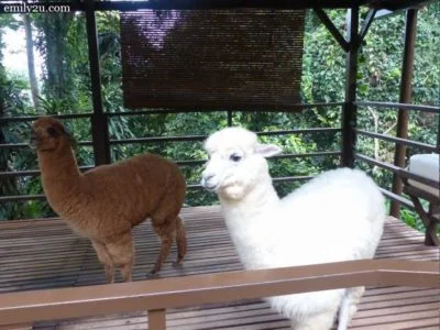 12. alpacas Chocolate (L) and Milky (R)
