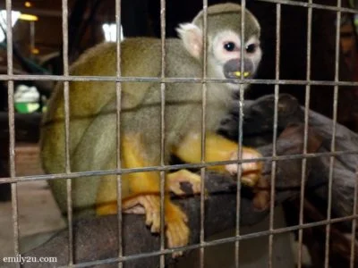 5. squirrel monkey 