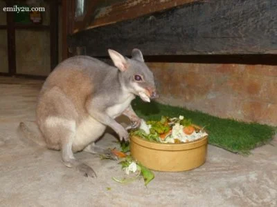 6. lesser mouse deer